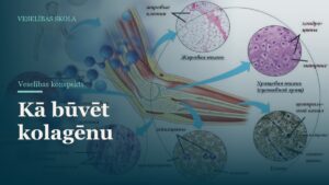 Kā būvēt kolagēnu