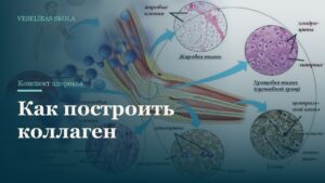 Как построить коллаген
