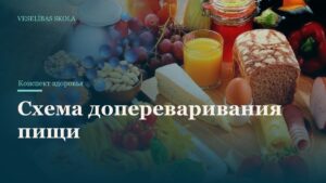 Схема допереваривания пищи